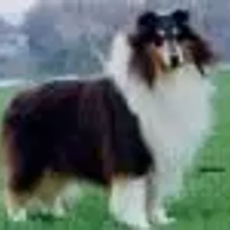 Ch Sealore's Grand Applause, ROM