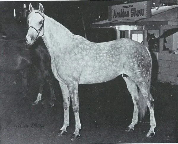 MITZI MCCOY