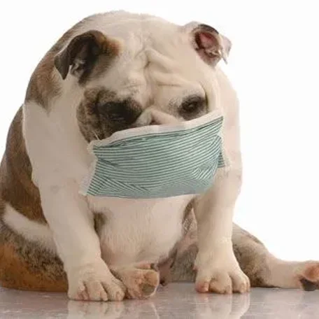 Breathe easy—you can still keep your animal companion!