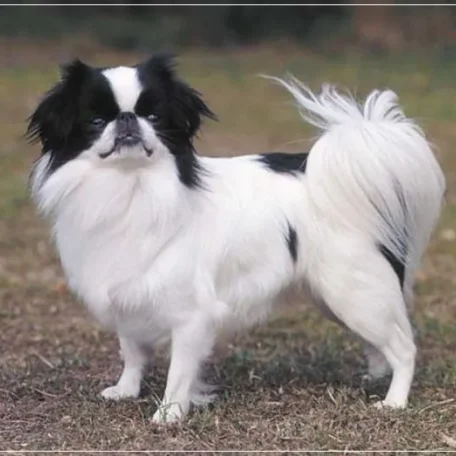 If you have always longed to have a canine pet and have not been able to do so because of lack of time, then think again. There are a few Low Maintenance Dog Breeds.