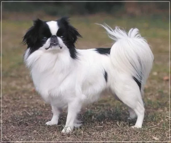 If you have always longed to have a canine pet and have not been able to do so because of lack of time, then think again. There are a few Low Maintenance Dog Breeds.