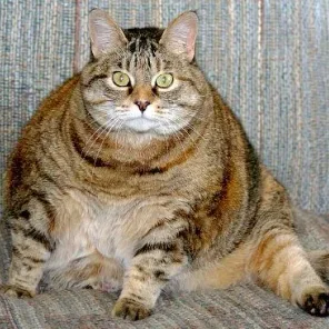 Obesity in Cats and What to Do