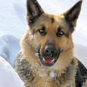 German Shepherd - #2 Fav Dog