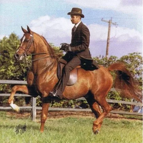 MHR Nobility one of my all-time favorite National Champion Park Horses!!!