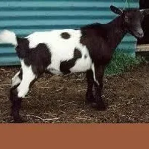 Nigerian Dwarf