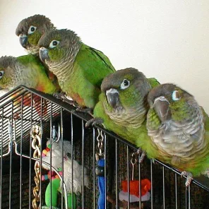 Conure