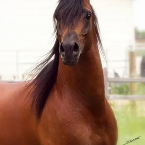Romanek