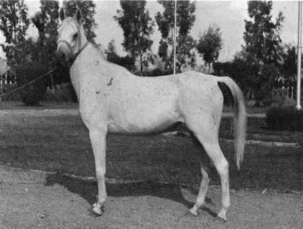 BINT KAMLA