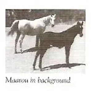 Maarou