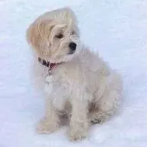 Lha-Cocker (Designer Dog)