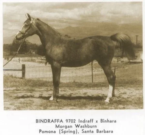 BINDRAFFA