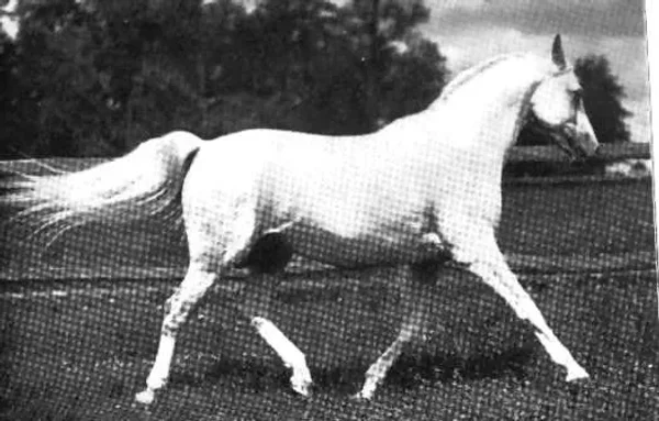 KOHEILAN I