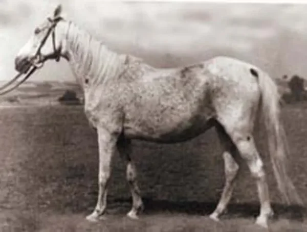 Norma