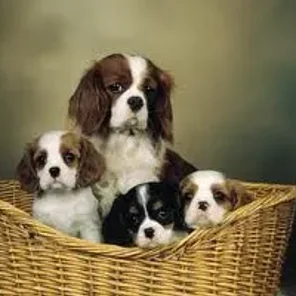 English King (Designer Dog)