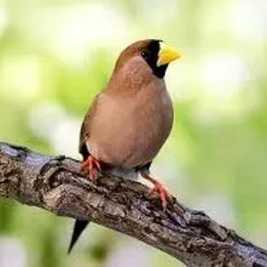 Masked Grassfinch