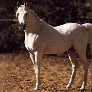SHAARAWI
