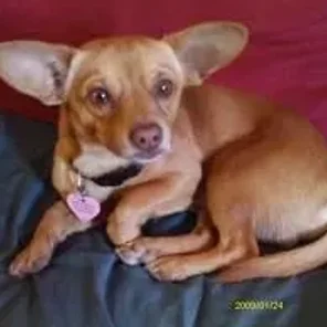 Chiweenie (Designer Dog)
