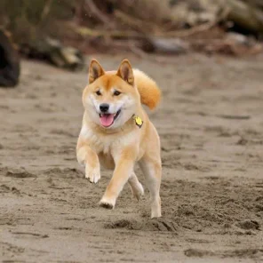 National Poll for Top 15 Most Popular Dogs