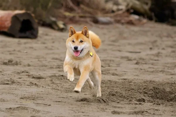 Friends of ours back in Raleigh had a Shiba Inu…and I must admit not only was she a very sweet dog but also absolutely beautiful to look at!