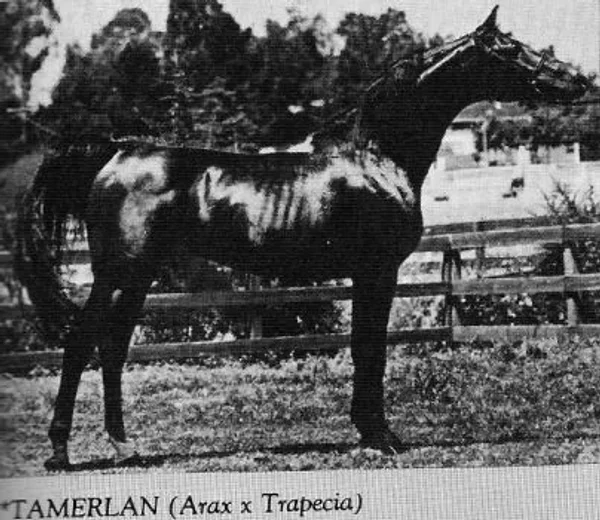 TAMERLAN