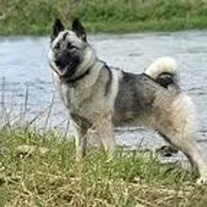 Norwegian Elkhound