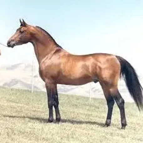 FADJEYN