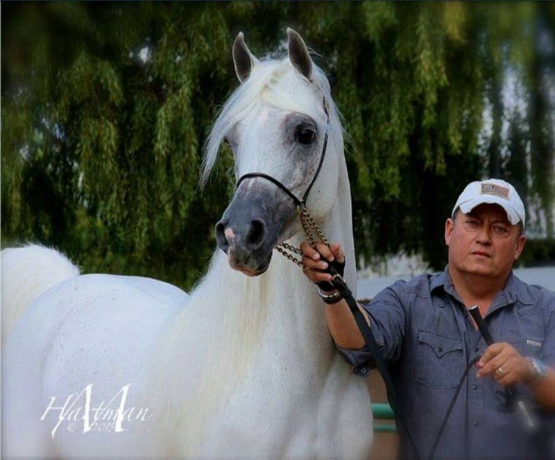 Al Maliik & Rodolfo Guzzo make their show ring debut together!