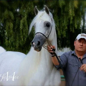Al Maliik & Rodolfo Guzzo make their show ring debut together!
