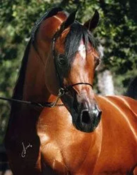 REGAL ACTOR JP