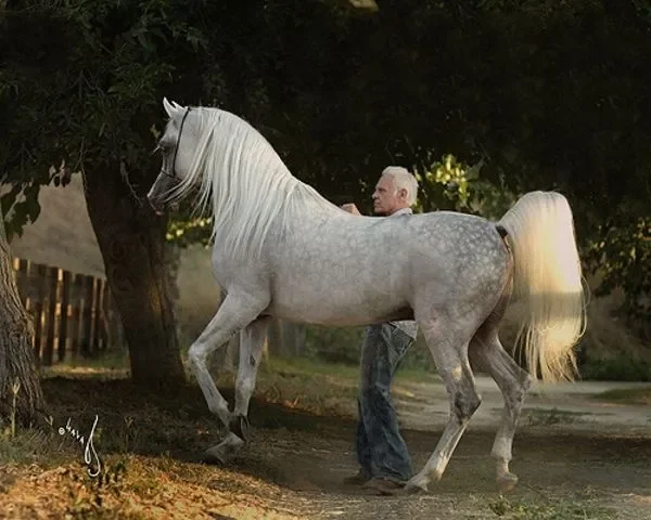 LAHEEB