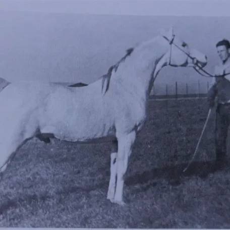 Pomona Ahmen (Raseyn x Nakkla) grey stallion, foaled November 25, 1944bred by Uited States Government