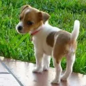 Jack Chi (Designer Dog)