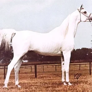 Does anyone know who and what color Khofo’s dam was?