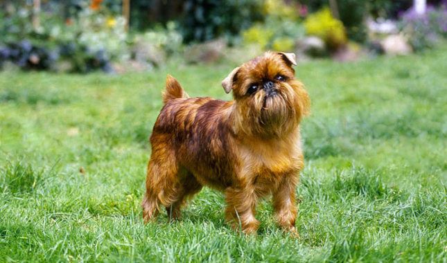 Brussels Griffon