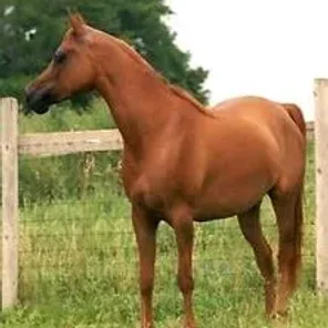 OM EL SAMARA