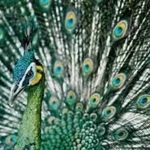 Java Green