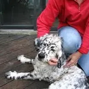 Goldmation (Designer Dog)