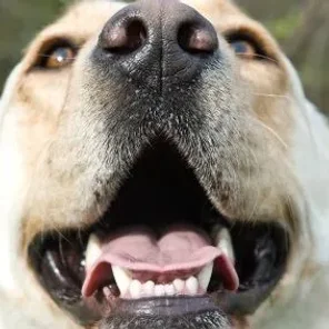 Bad Breath in Dogs