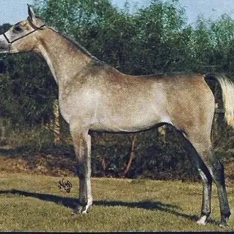 Glorieta Maarqesa