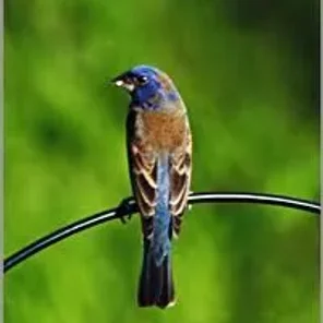 Blue Grosbeak