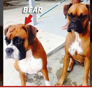 Hollywoods Stars and Some of Their Pets