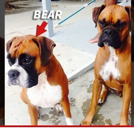 Some of Hollywood's Biggest Stars and a Few of Their Pets