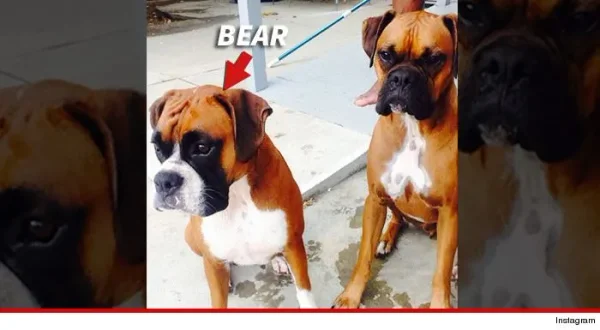 Some of Hollywood's Biggest Stars and a Few of Their Pets