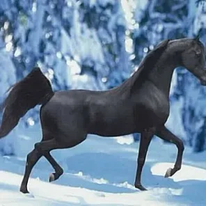 NV BEAU BEY