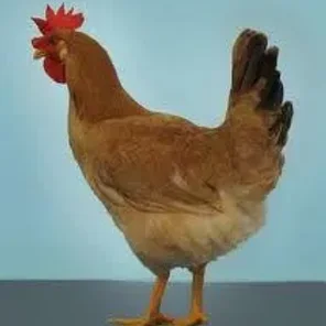 Bionda Piemontese