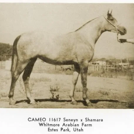 CAMEO