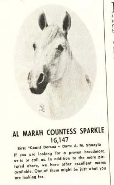 AL MARAH COUNTESS SPARKLE
