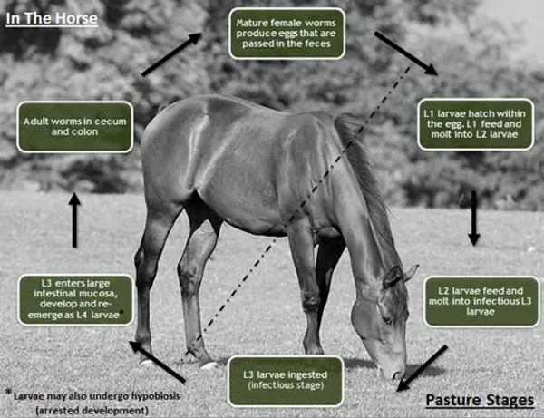There are many aspects to horse care. Horses, ponies, mules, donkeys and other domesticated equids require attention from humans for optimal health and long life.