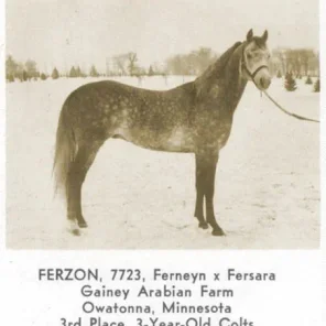 FERZON