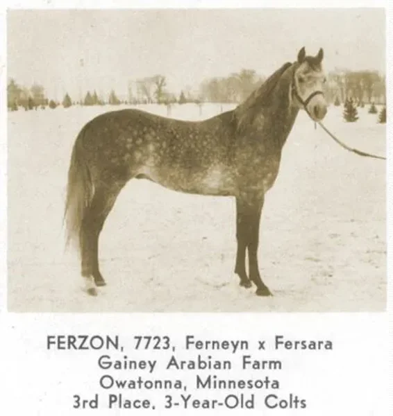 FERZON